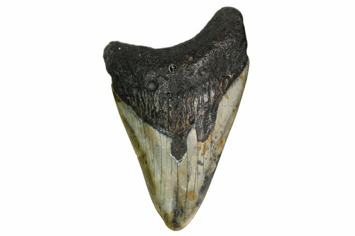 Bargain, Fossil Megalodon Tooth - North Carolina #153011